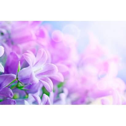 Фотообои Фиолетовые цветы | арт.28585