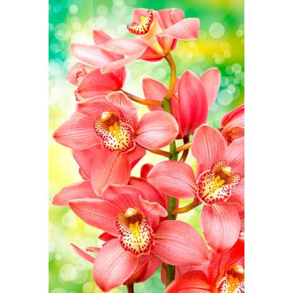 Фотообои Орхидея | арт.28631